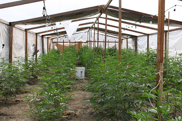 Illegal marijuana grow operations dismantled